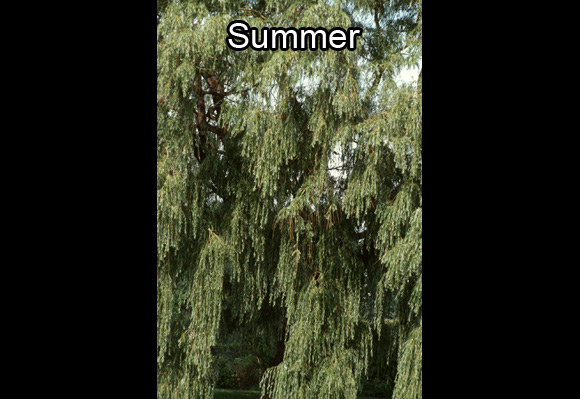 Photo of the downward leaves of a willow in the Arboretum of the Jardin botanique de Montréal, in summer