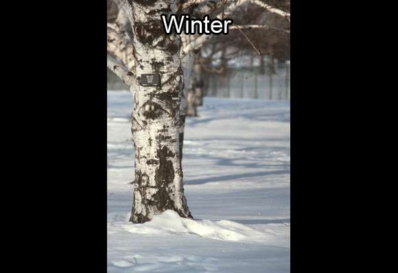 Photo of a birch trunk in winter