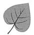 Drawing of a cordate leaf