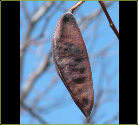 Gymnocladus dioicus