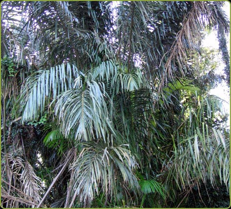 Coeur Palmier on Quiz   Au Coeur De L Arbre