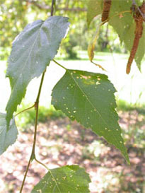 Arbre présentant des feuilles dévorées (indice observable) causées par des insectes (facteur de stress)