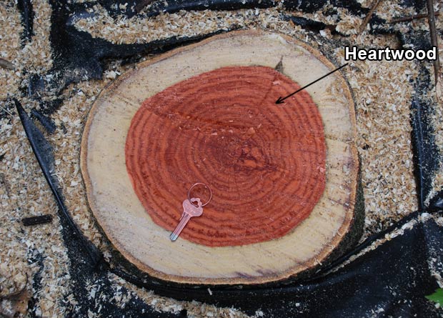 Photo of the trunk cutting of a northern red oak (Quercus rubra), on which the heartwood was artificially-coloured in red