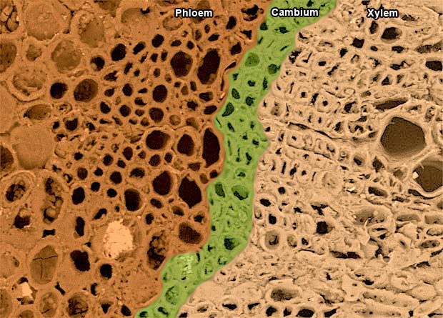 Electron microscopy photo of the wood of a red oak (Quercus rubra) on which were artificially-coloured in red the phloem, in yellow the cambium and in blue the xylem
