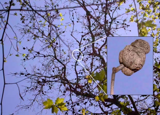 Photomontage of a photo of bitternut hickory (Carya cordiformis) branches covered by round-shaped cankers, caused by the Phomopsis fungus, and of a photo zooming in on one of the cankers