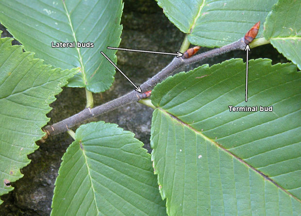 Photo of the lateral buds and the terminal bud on a twig of a rock elm (Ulmus thomasii), with arrows to separate them from each other