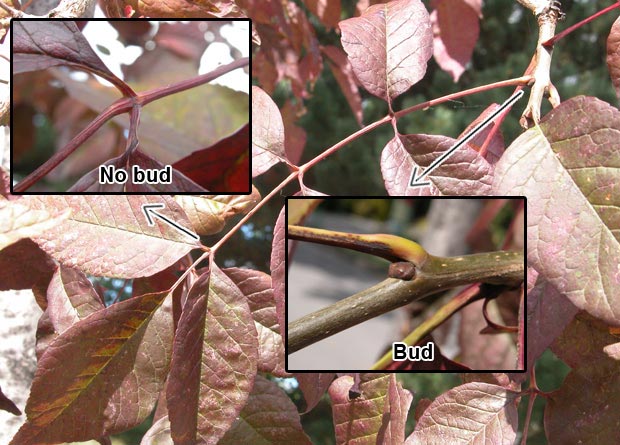 Photomontage of the photo of the compound leaf of a red ash (Fraxinus pennsylvanica), and of two zoomed-in photos showing the absence of a bud at a petiolules base, and the presence of a bud at the base of the leaf stalk