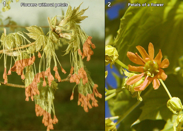 Photomontage of flowers without petals of a sugar maple (Acer saccharum), artificially-coloured in orange, and of a flower with petals, artificially-coloured in orange, of a Norway maple (Acer platanoides)