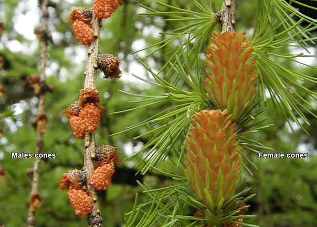 Photo of small beige male cones, highlighted, and of big red female cones, highlighted, of a tamarack (Larix laricina)