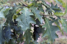 Photo de feuilles d'un chêne rouge (Quercus rubra)