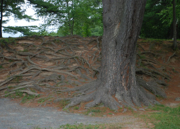Photo of lateral roots of a pine (Pinus sp.) all over the ground, around the trunk