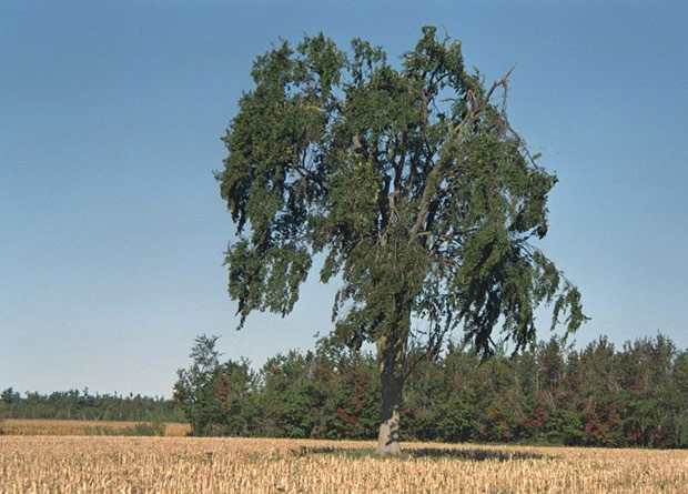 Photo d'un orme d'Amérique (Ulmus americana) isolé au milieu d'un champ