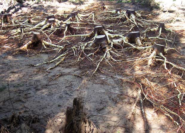 Photo de souches et de racines déterrées de plusieurs peupliers faux-trembles (Populus tremuloides)