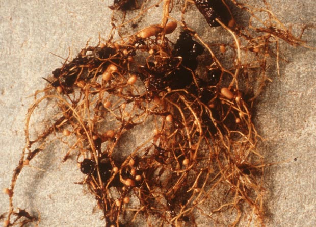 Photo of unearthed roots and nodules of a Siberian peashrub (Caragana arborescens)
