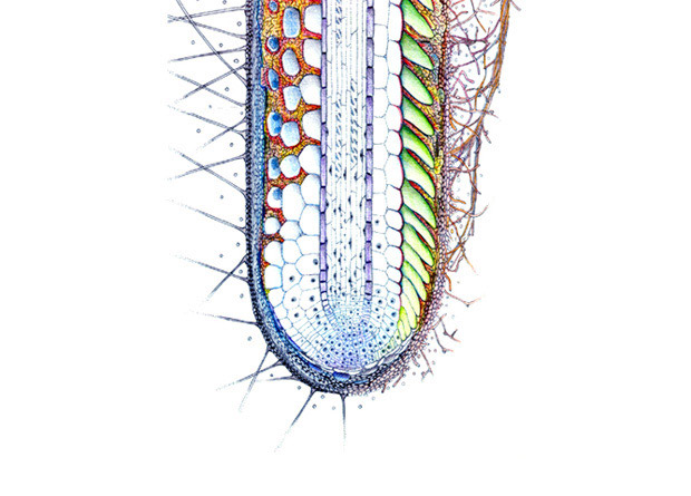 Schematic of a root cap