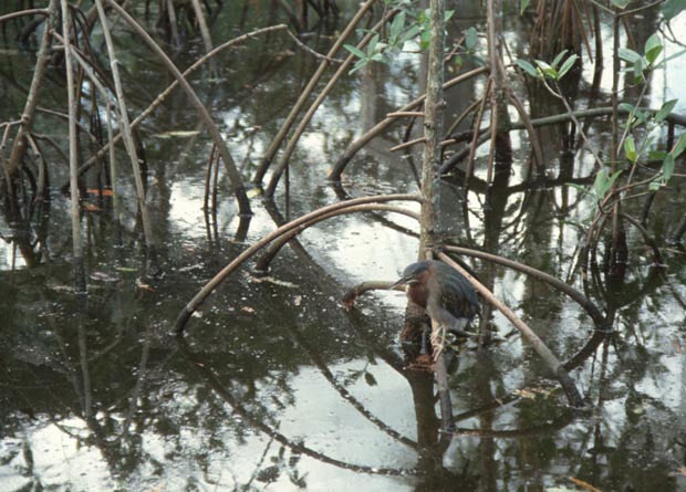 Photo de racines échasses d'un palétuvier rouge (Rhizophora mangle) poussant dans l'eau