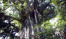 Racines aériennes de figuier dans la cime d'un arbre porteur
