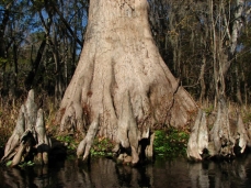 Photo showing the base of the trunk of a bald cypress, along with pneumatophore roots coming out of the ground near the shore.