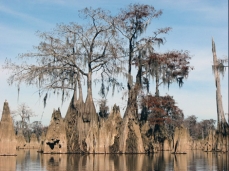 Photo of bald cypresses growing directly out of the water