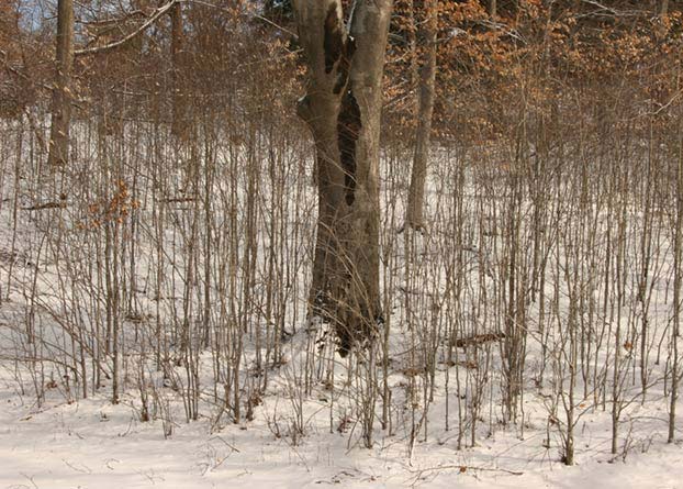 Photo of an American beech (Fagus grandifolia) surrounded by many suckers