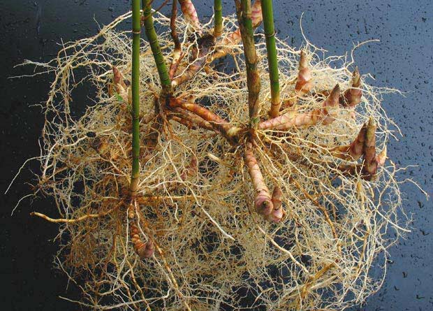 Photo de racines et de rhizomes déterrés d'un plant de bambou, Fargesia robusta
