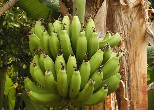 Photo of bananas and leaf sheaths of a banana tree's (Musa acuminata) stem