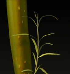  Schematic of twig growth
