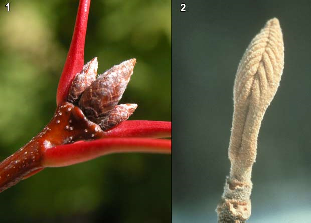 Montage photo de bourgeons à écailles de chêne rouge (Tilia americana) et d'un bourgeon nu de viorne flexible (Viburnum lentago)