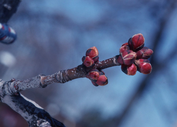 Photo of the twig of a red maple (Acer rubrum) with two clusters of reddish cluster buds