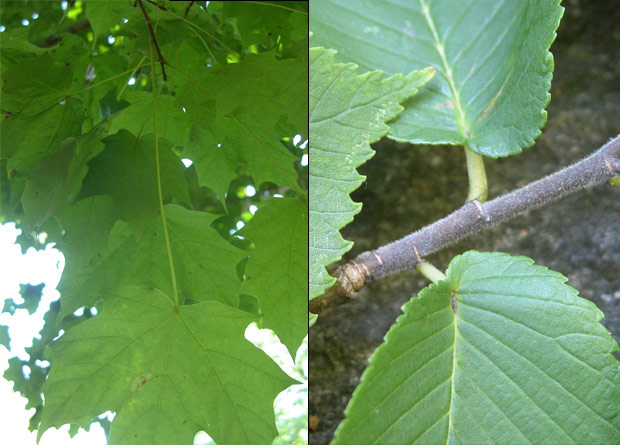 Photomontage of the leaves of a sugar maple (Acer saccharum) with long petioles and of the short petioles of a rock elm (Ulmus thomasii)