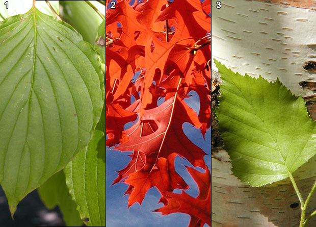 Montage photo d'une feuille entière de cornouiller à feuilles alternes (Cornus alternifolia), de feuilles lobées de chêne écarlate (Quercus coccinea) et d'une feuille dentelée de bouleau blanc (Betula papyrifera)