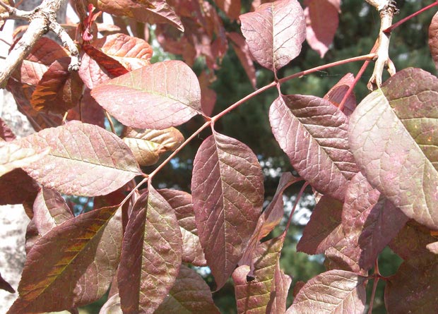 Photo of the compound leaf of a red ash (Fraxinus pennsylvanica)