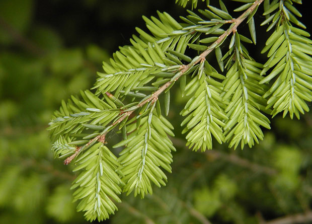 Photo of a branch and needles of an Eastern hemlock (Tsuga canadensis)