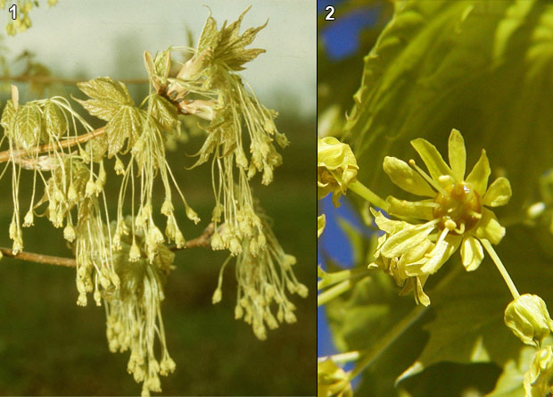 Montage photo de fleurs sans pétales d'un érable à sucre (Acer saccharum) et d'une fleur avec pétales d'un érable de Norvège (Acer platanoides)