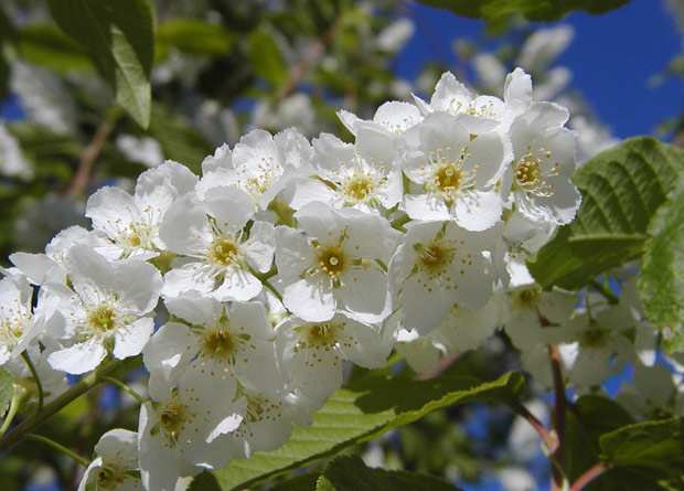 Photo of many perfect flowers, or hermaphrodite, of a bird cherry (Prunus padus)