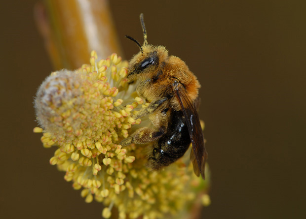 Photo of a bee (Andrena dunningi) pollinating a willow flower (Salix sp.)