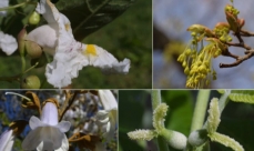 Photomontage showing the diversity of tree flowers