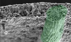 Photo en microscopie électronique d'une coupe transversale de foliole de noyer noir