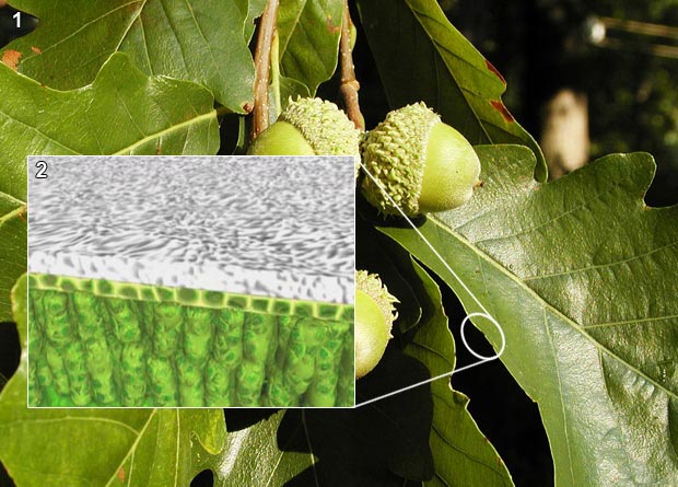 Photomontage showing the leaf of a swamp white oak (Quercus bicolor) and a drawing of a leaf transverse cut showing the cuticle