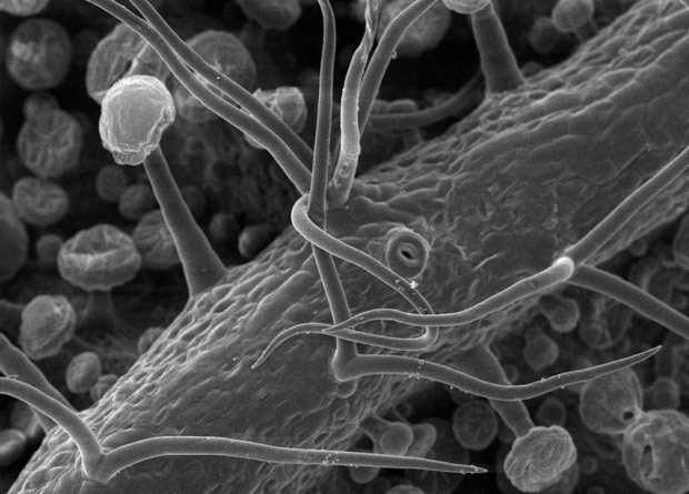 Photo en microscopie électronique de poils d'une feuille de noyer noir (Juglans nigra)