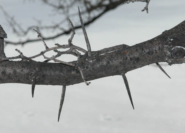 Photo of a branch and spines of a cockspur hawthorn (Crataegus crus-galli)