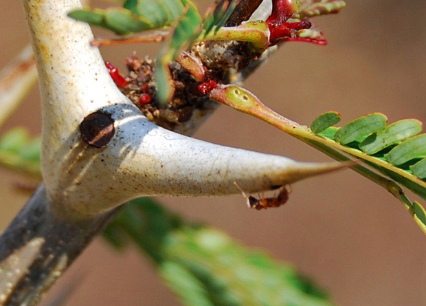 Photo d'une épine évidée d'acacia (Acacia cornigera) et de sa fourmi symbiotique (Pseudomyrmex ferruginea)