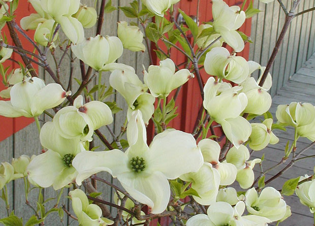 Photo de fleurs d'un cornouiller fleuri (Cornus florida) et de grandes bractées blanches qui les entourent