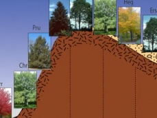 Toposequence drawing of a hickory-sugar maple forest