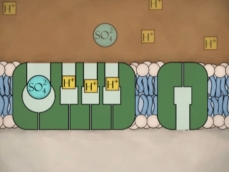 Drawing of a sulphate transporter absorbing a sulphate and three hydrogen ions