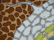 Drawing showing the path covered by nutrients, from the root periphery to the xylem