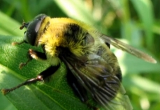 Photo d'un insecte vivant dans les dendrotelmes