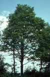 Photo of a sugar maple (Acer saccharum)