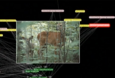 Graphic representation of a simplified trophic network