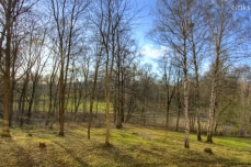 Photo of a forested landscape, in spring